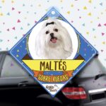 Colgante de auto de perro raza bichon maltes