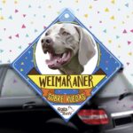 Colgante de auto de perro raza Weimaraner braco de weimar
